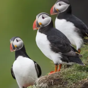 L'Europe, l'Iceland, les Westfjords, les puffins de l'Atlantique, Fratercula arctica. L'Europe, l'Iceland, les Westfjords, les puffins de l'Atlantique, Fratercula arctica.