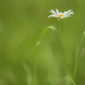 Europe, Ireland. Daisy and leaves. Credit as: Kathleen Clemons / Jaynes Gallery / DanitaDelimont