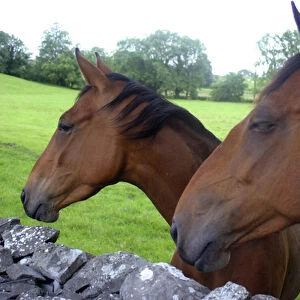 Europe, Ireland. Farm horses of Ireland