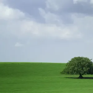 Europe, Ireland. Lone tree in field. Credit as: Kathleen Clemons / Jaynes Gallery / DanitaDelimont