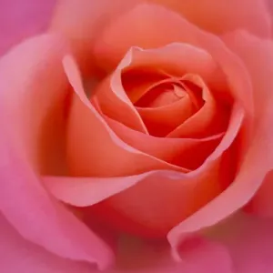 Europe, Ireland. Detail of pink rose. Credit as: Kathleen Clemons / Jaynes Gallery / DanitaDelimont
