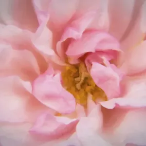 Europe, Ireland. Detail of pink rose. Credit as: Kathleen Clemons / Jaynes Gallery / DanitaDelimont