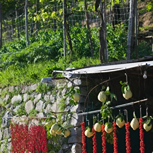 Europe, Italy, Campania, (Sorrento Penninsula) San Pietro: Fruit & Vegetable Roadside