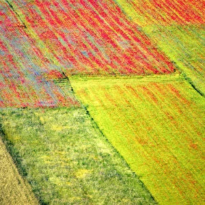 Europe, Italy, Castellucio. Aerial of field with flower patterns