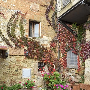 Europe, Italy, Chianti. Back street alleyway with fall colored climbing vine on the wall