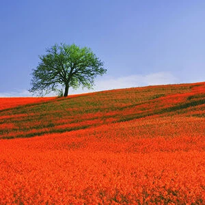 Europe, Italy, Tuscany. Abstract of oak tree on red flower-covered hillside. Credit as