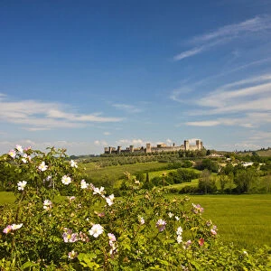 Europe; Italy; Tuscany; Monteriggioni; View Through Roses from Wheat Field of the
