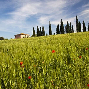 Europe; Italy; Tuscany; Pienza; Villa with Wheat Fields, Cypress Trees and Poppies