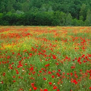 Europe, Italy, Tuscany, red poppies in field