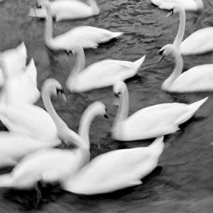 Europe, Lucerne, Switzerland. Swans on the Reuss River