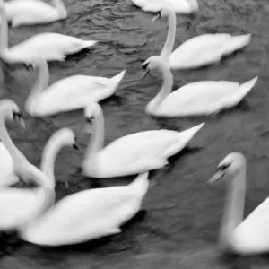 Europe, Lucerne, Switzerland. Swans on the Reuss River Europe, Lucerne, Switzerland. Swans on the Reuss River