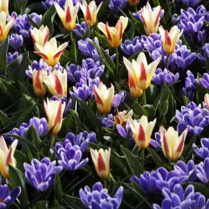Europe; Netherlands; Flower Displays at keukenhof gardens Europe; Netherlands; Flower Displays at keukenhof gardens