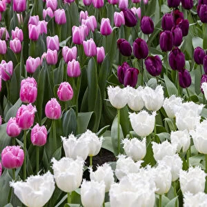 Europe, Netherlands, Holland. Tulip display at Keukenhof Gardens