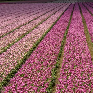 Europa; Países Bajos; Kop van Noord-Holland; Campos de flores de tulipán con colores múltiples en Holanda. Europa; Países Bajos; Kop van Noord-Holland; Campos de flores de tulipán con colores múltiples en Holanda.