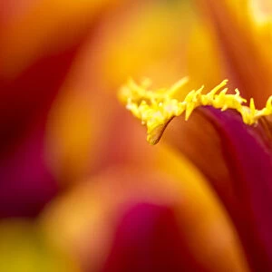 Europe; Netherlands; Lisse; Keukenhof Gardens; Tulip Closeups with Selective Focus