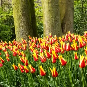Europa; Países Bajos; Lisse; Jardines de Keukenhof; Jardines de Keukenhof con flores de tulipán rodeados. Europa; Países Bajos; Lisse; Jardines de Keukenhof; Jardines de Keukenhof con flores de tulipán rodeados.