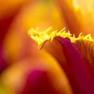Europe; Netherlands; Lisse; Keukenhof Gardens; Tulip Closeups with Selective Focus Europe; Netherlands; Lisse; Keukenhof Gardens; Tulip Closeups with Selective Focus