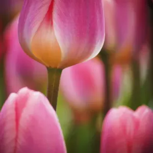 Europe; Netherlands; Macro image of Colorful Tuliip Europe; Netherlands; Macro image of Colorful Tuliip
