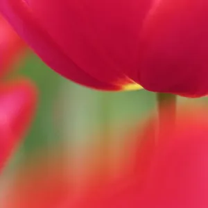 Europe; Netherlands; Macro image of Colorful Tuliip Europe; Netherlands; Macro image of Colorful Tuliip