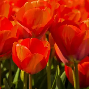 Europa; Países Bajos; Nord Holland; Tulipanes Rojos en Masa Europa; Países Bajos; Nord Holland; Tulipanes Rojos en Masa