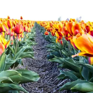 Europe; Netherlands; Nord Holland; Tulip Row of bright Orange and Yellow Tulips Europe; Netherlands; Nord Holland; Tulip Row of bright Orange and Yellow Tulips