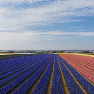 Europe; Netherlands; Southern Holland Province, Lisse, hyacinths fields Europe; Netherlands; Southern Holland Province, Lisse, hyacinths fields