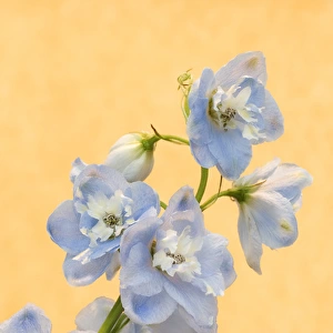 Europe, Netherlands, Venlo. Delphinium parfait flowers at the World Horticultural Expo