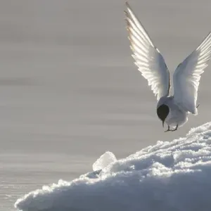 Europe, Norway, Svalbard. Arctic tern lands on ice Europe, Norway, Svalbard. Arctic tern lands on ice