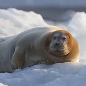 Europe, Norway, Svalbard. Bearded seal rests on ice Europe, Norway, Svalbard. Bearded seal rests on ice