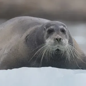 Europe, Norway, Svalbard. Bearded seal rests on sea ice Europe, Norway, Svalbard. Bearded seal rests on sea ice