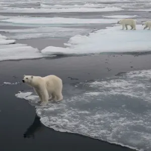 Europe, Norway, Svalbard. Curious polar bear cub looks at tourists Europe, Norway, Svalbard. Curious polar bear cub looks at tourists