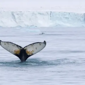 Humpback Whale Tail Flukes in Dive, Europe Print Humpback Whale Tail Flukes in Dive, Europe Print