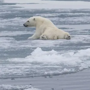 Europe, Norway, Svalbard. Polar bear cub slips on ice Europe, Norway, Svalbard. Polar bear cub slips on ice