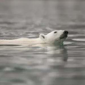 Europe, Norway, Svalbard. Polar bear swimming Europe, Norway, Svalbard. Polar bear swimming