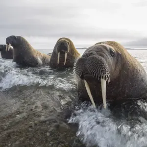 Europe, Norway, Svalbard. Walruses emerge from the sea Europe, Norway, Svalbard. Walruses emerge from the sea