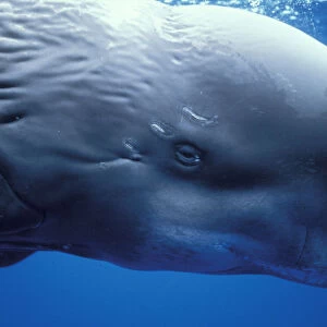Europe, Portugal, Azores Sperm whale