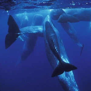 Europe, Portugal, Azores Sperm whales