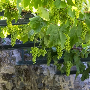 Europe, Portugal, Douro Valley, grapes at a vineyard