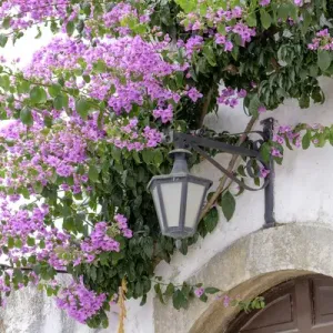 Europe, Portugal, Obidos. Arched doorway with Purple Bougainvillea and wrought Iron Europe, Portugal, Obidos. Arched doorway with Purple Bougainvillea and wrought Iron