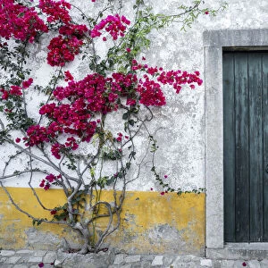 Europe, Portugal, Obidos. Beautiful bougainvillea blooming in the town, one of the