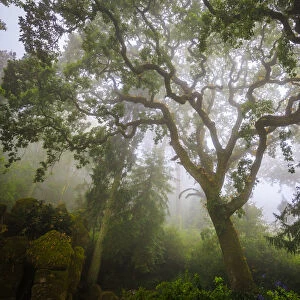 Europe, Portugal, Sintra. Forest in fog. Credit as: Jim Nilsen / Jaynes Gallery / DanitaDelimont