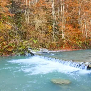 Europe, Romania, Viseu de Sus. Carpathian Forest, Vaser River