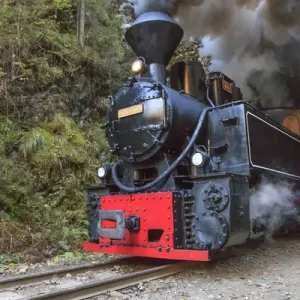 Europe, Romania, Viseu de Sus. Carpathian Forest Steam train. Vaser Valley Railway
