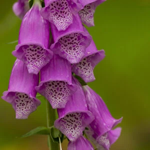 Europe, Scotland, Cairngorm National Park. Close-up of foxglove flowers. Credit as