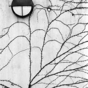 Europe, Switzerland, Lucerne. Ivy pattern on wall Europe, Switzerland, Lucerne. Ivy pattern on wall