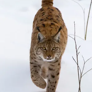 Un lince europeo, en movimiento en el Parque Nacional de Bosque Bávaro. Alemania. Un lince europeo, en movimiento en el Parque Nacional de Bosque Bávaro. Alemania.