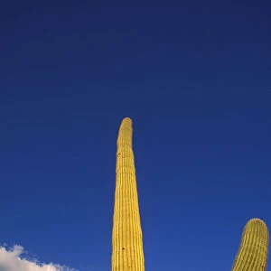 Evening light on Saguaro Cactus under blue sky and clouds, Organ Pipe Cactus National Monument