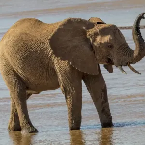 Ewaso Ngiro River Print of African Elephant Ewaso Ngiro River Print of African Elephant