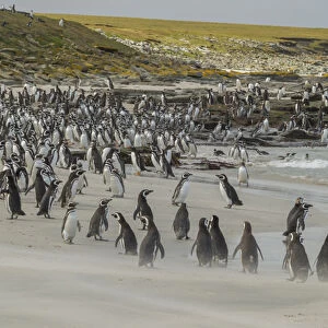 Falkland Islands, Bleaker Island. Magellanic and gentoo penguins on beach. Credit as