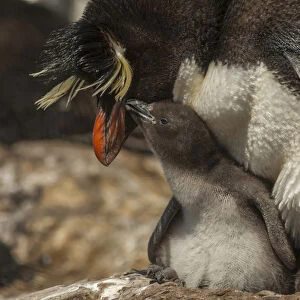 Falkland Islands, Bleaker Island. Rockhopper penguin and chick